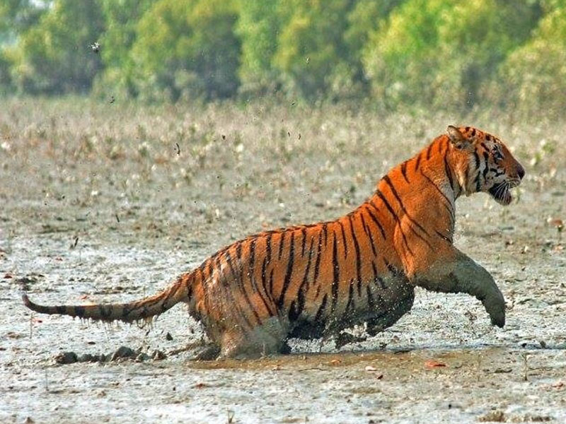 The Unique Sunderban on a single night stay